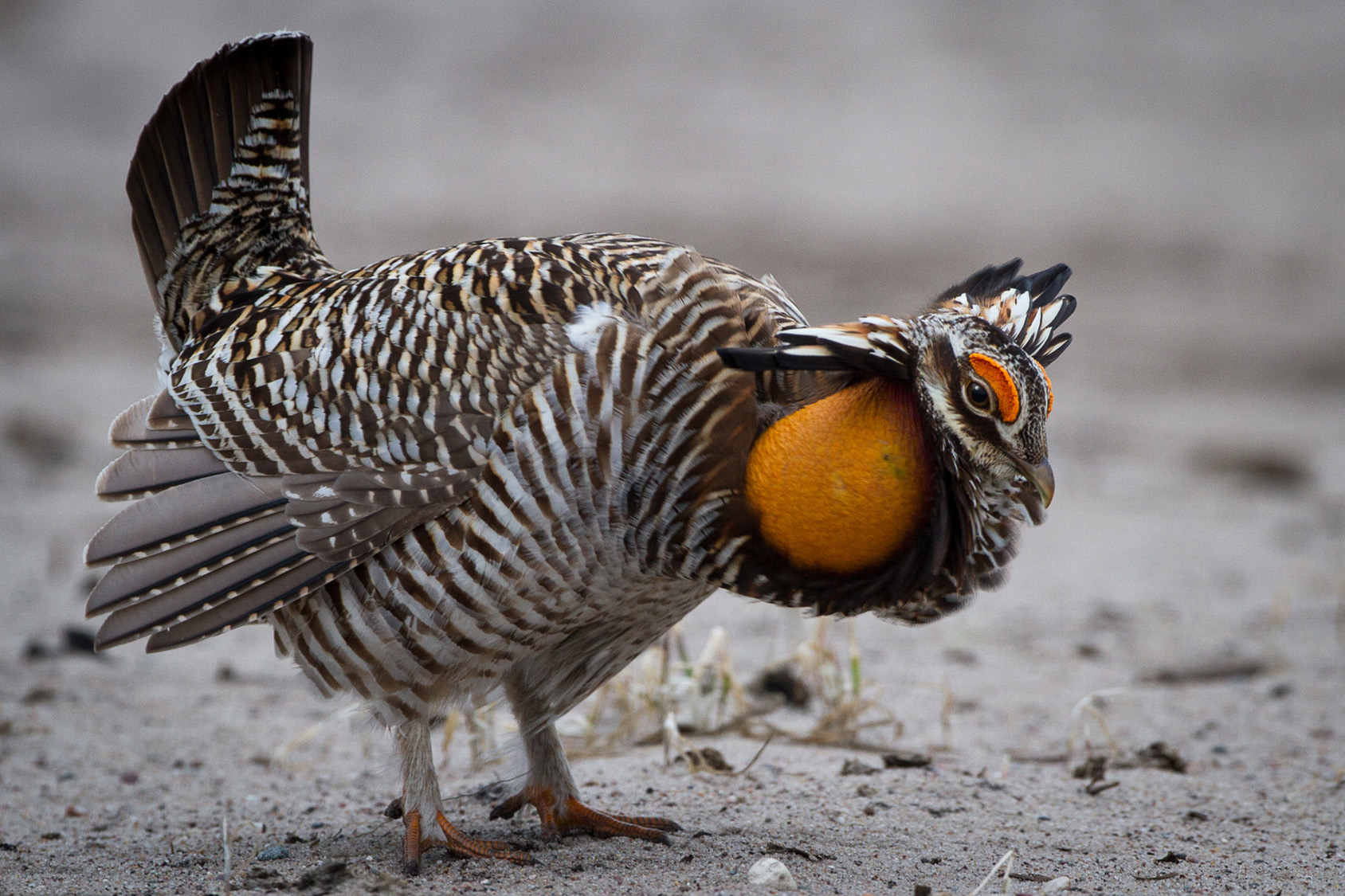 Prairie Chicken | U.S. Geological Survey